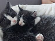 Zwei weibliche Kitten Hauskatzen - Burscheid