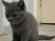 Britischen Katzen reinrassig - Mainz