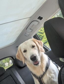 golden Retriever Rüde - Hamm