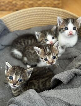 Babykatzen zu verkaufen - Flieden