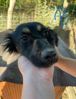 REXY - niedlicher Bub - Weilheim (Oberbayern)