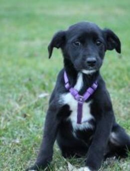 Maylina unsere kleine Schönheit.. - Hagen (Stadt der FernUniversität)