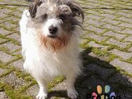 Leo sucht seine Familie - Talkau