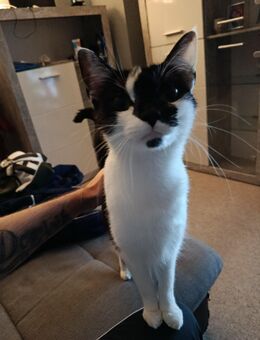 Katze zur Abgabe - Wuppertal