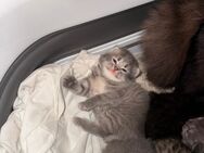 Baby Katzen - Berlin Mitte