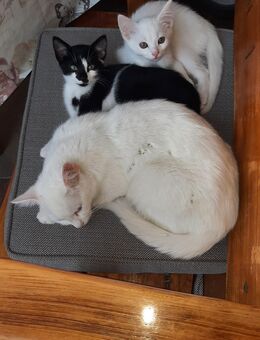 Türlisch Angora Mix Kätzchen Weibchen - Mainburg Zentrum