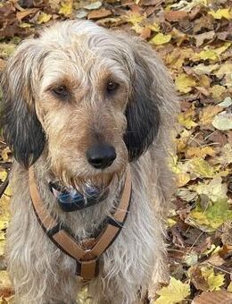 🧡Tosca - in Deutschland zur Pflege - Würzburg