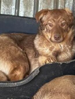 Zuri möchte geliebt werden 🐾 - Elsdorf (Nordrhein-Westfalen)