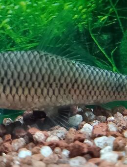 Netz-Pinselalgenfresser - Hohenroth