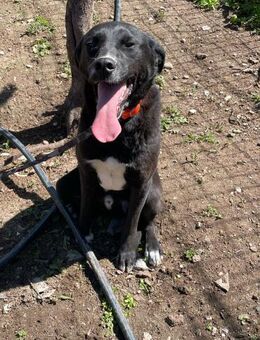 🧡Neugieriger Ben sucht dich🐶✨ - Eislingen (Fils)