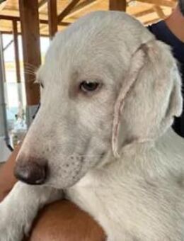 ALESSIO - ein weißer Prachtbursche - Regensburg