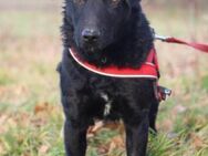 Feiner Bono 💗 Terrier-/Kroat.Schäfi-Mix - Hamburg
