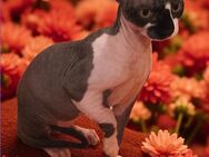 Sphynx Katzen Junge Tyson geb.27.2.25 sucht ein neues Zuhause - Berlin
