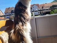 Maine Coon kastriert sucht - Telgte Zentrum