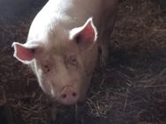 Mastschwein - Königshain-Wiederau