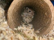 Rennmaus Pärchen sucht neues zuhause - Minden (Nordrhein-Westfalen)