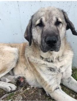 MALIK - brutal eingefangen ........ - Kempen