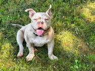 American Bully, Pocket/ Exotic Bully - Würzburg