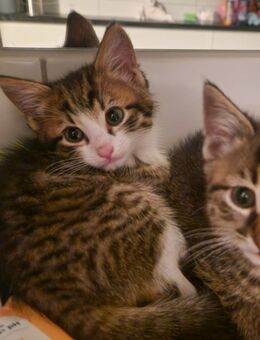 Süße Babykatzen - Peiting