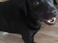Wunderschöner Labrador (schwarz) - Krien