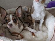 Leo & Luna zwei Geschwister Chihuahuas - Berlin Reinickendorf