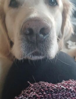 Golden retriever/Labrador Retriever Welpen - Otterndorf