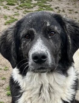 Norbo, geb. ca. 10/2024, GRIECHENLAND - Euskirchen