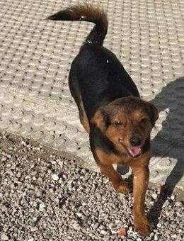 Paco; er hat das schönste Lächeln - Geilenkirchen