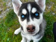 Siberian Husky