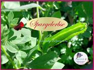 ♥ BIO Spargelerbse Alte Gemüsesorte,Samen,essbar Garten Tulpenstolz Salat Gemüse Saatgut - Hamburg