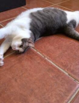 Charmanter Pepa sucht DICH! - Walluf