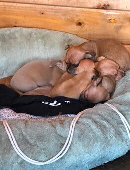 5 Hunde Welpen zum Verkauf - Rahden