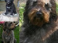 Doodle Mix welpen - Dolgen (See)