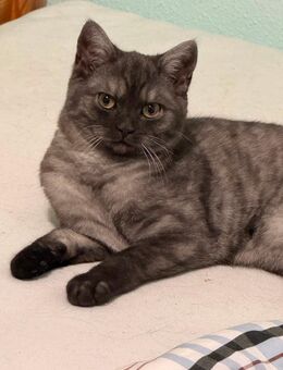 Britisch Kurzhaar Katzen Geschwister - Dortmund