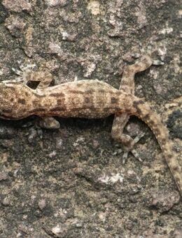 2 Fecherfingergeckos mit und auch ohne Terrarium zu verkaufen - Düsseldorf