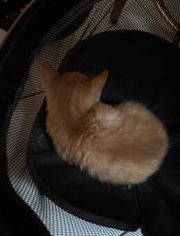 Verkaufe eine babykatzen sucht ein freundliches Zuhause - Sankt Egidien