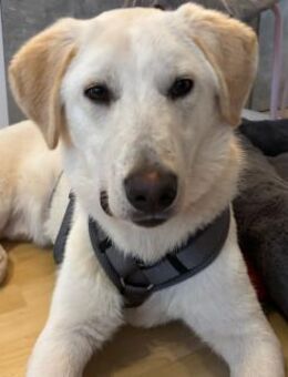 💙 Nicky 💙 sucht ein neues Zuhause! 💙 - Ovelgönne