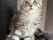 Reinrassiges Maine Coon Kitten Chanel mit Abstammungsnachweis - Bottrop