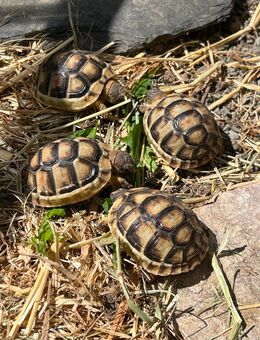 Griechische Landschildkröten, Breitrandschildkröte, NZ 2024 - Neuhäusel