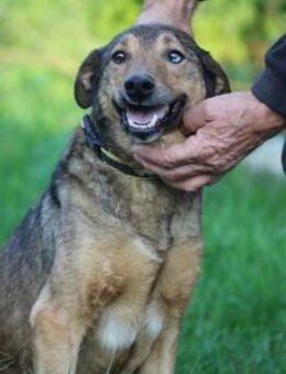 Cuno - zutraulich u. freundlich - Lohra