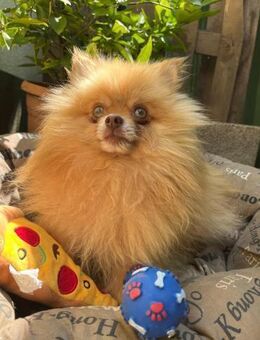 Noel 1,5 -jähriger Pomeranian sucht ein - Kassel