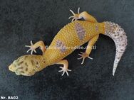 Männchen Weibchen Leopardgecko - Berlin