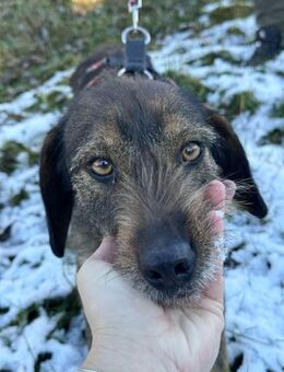 Freundliche Lilly sucht eine Familie❤️🐕 - Großefehn