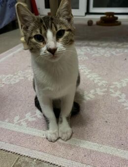 Nayla aus dem Tierschutz - Grevenbroich