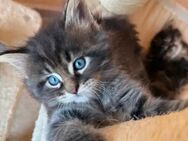 Maine Coon Kitten - Köthen (Anhalt)