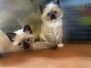 Siam-Persermix Kitten suchen neues zu Hause - Westoverledingen