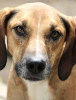 Larry ist ein Hund mit viel Potential ! - Karben