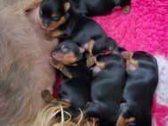 Yorkshire Terrier mini Welpen antialergiker - Altomünster