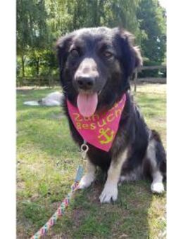 Ella wartet in 22949 Ammersbek - Bochum