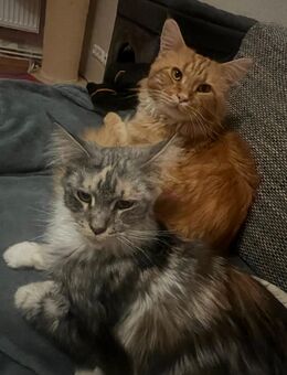 Main Coon Pärchen dringend wegen familiärer Änderung abzugeben - Cottbus